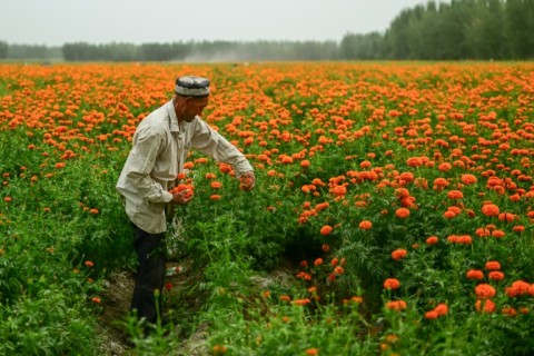 An Uyghur man collects marigold (Tagetes) flowers in a field outside Yarkant in northwestern China's Xinjiang region