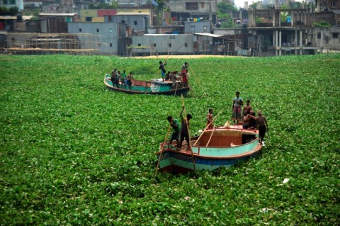 Water hyacinths have clogged waterways across the world