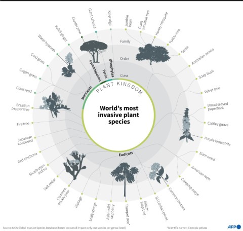 Most invasive plant species