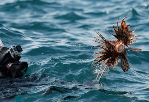 Lionfish have spread from the Red Sea into the Mediterranean