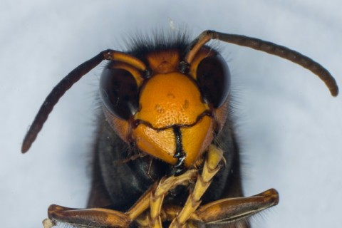 The Asian hornet has spread to Europe and the US, probably in freight cargo