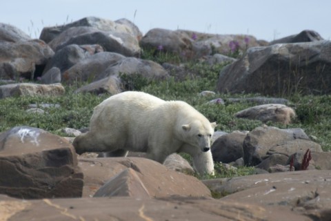 A female polar bear walks between rocks to find something to eat along the shoreline of the Hudson Bay near Churchill 