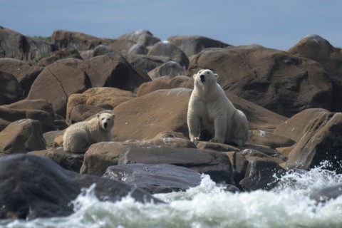 Although polar bears have had endangered species protections since 2008, a long-standing legal opinion prevents climate considerations from affecting decisions on whether to grant permits to new fossil fuel projects.
