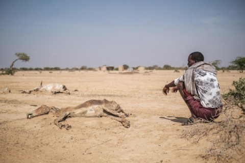 Dead cattle pictured in the drought-stricken Ethiopian village of Hargududo in April last year 