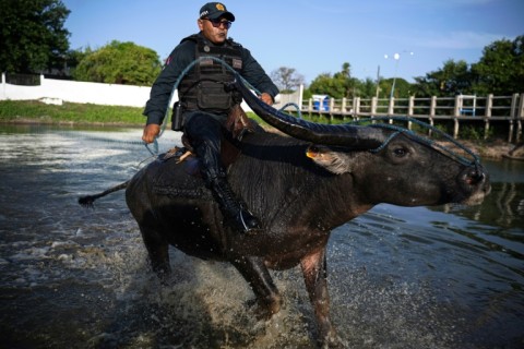 Military police in Soure use buffalo for patrols 