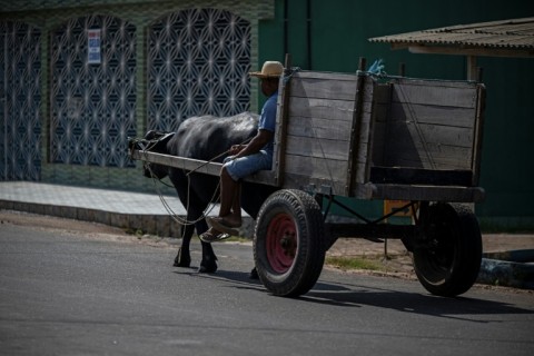 Buffalo are used to drag carriages in the town of Soure 