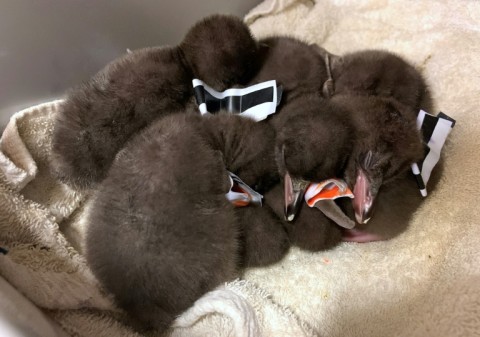 During the 2020 breeding season, a third of 150 chicks brought to the hospital died of respiratory problems