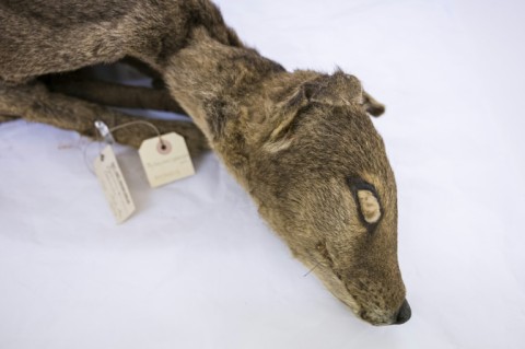 The scientists sequenced RNA molecules from a 130-year-old Tasmanian tiger preserved at room temperature
