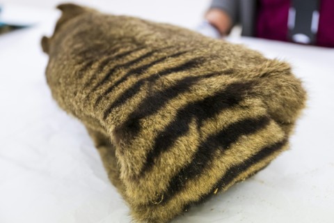 The last known living Tasmanian tiger, a carnivorous marsupial, died in captivity in 1936 at the island's Beaumaris Zoo