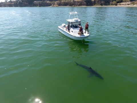 Need a bigger boat? Scientists are finding juvenile great white sharks in Monterey Bay, much further north than they ever used to be because of the warming oceans