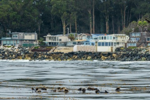 Sea otters are not food for white sharks, but the young sharks often mistake them for prey