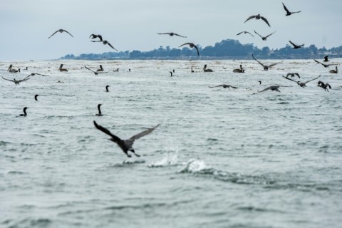 More sharks means fewer otters, which means more urchins, which means less kelp, which affects all manner of birds, mammals and sealife that live in and around the kelp forests