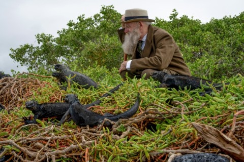 US Kenneth Noll, dressed as English naturalist, geologist, and biologist Charles Robert Darwin, looks at Galapagos marine iguanas