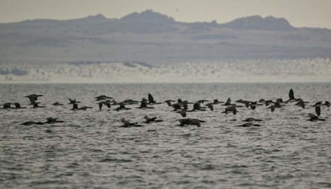 Bird flu detected in Antarctica region for first time - eNCA