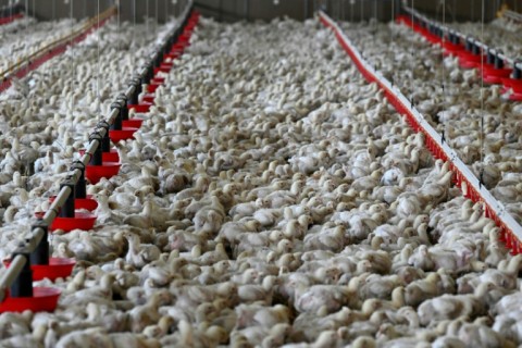 Chickens may be an optimal animal protein for carbon emissions, but not necessarily for nature, experts say