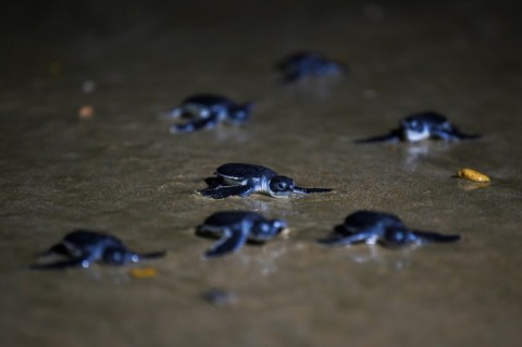 Newly-hatched green turtles crawl towards the Arabian Sea, after being released by marine conservationists on Sandspit beach in Karachi