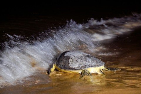 Marine turtles have covered vast distances across the world's oceans for more than 100 million years but human activity has tipped the scales against the survival of these ancient creatures, the World Wildlife Fund says