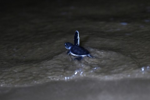 Data on the number of green turtles is not available in Pakistan but, for the past few years, the number of hatchlings has increased