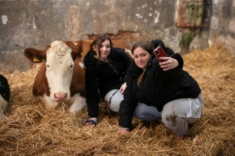 They now charge £50 for visitors to cuddle a cow - and the idea is proving a hit