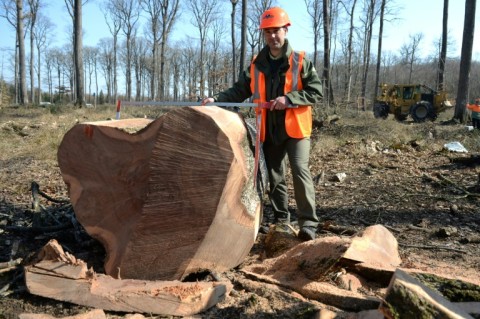 A trunk of an oak tree selected and felled for use in the reconstruction of Notre Dame
