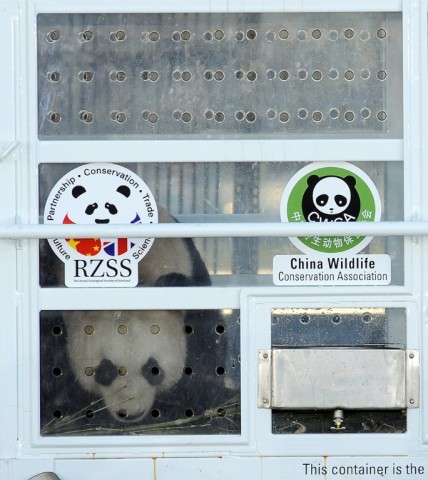 Yang Guang was accompanied by Tian Tian on the trip from China