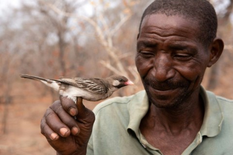 Yao honey-hunter Seliano Rucunua holding male honeyguide caught for research in Niassa Special Reserve, Mozambique