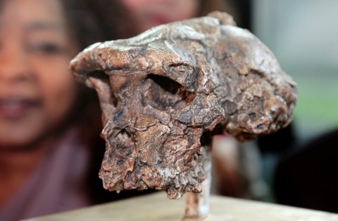 A cast of the skull of Toumai, the nickname given to a skull fossil discovered in Chad in 2001 which led to the discovery of an extinct hominine species that is dated to about seven million years ago