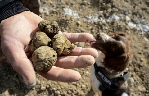 Black truffles are one of the most exclusive and expensive delicacies on the planet