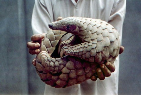 Pangolins resemble a cross between a pine cone and an anteater.