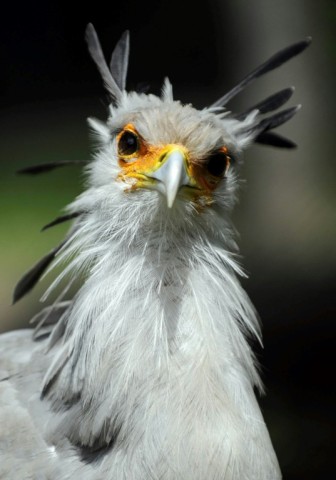 A Secretary Bird pictured  at the Tierpark Friedrichsfelde zoo in Berlin