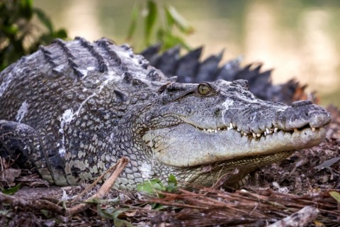 As populations boom and larger crocs become common, attacks, though rare, are likely to increase