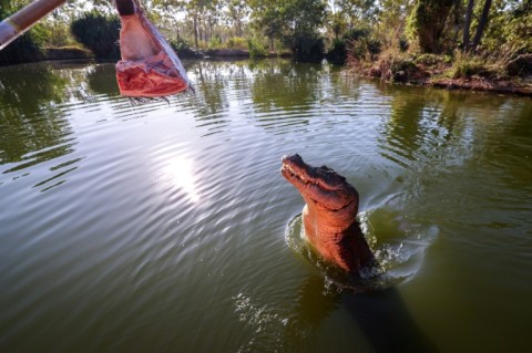 A crocodile leaps out of the water towards a piece of meat on a stick in a lagoon at Crocodylus Park 