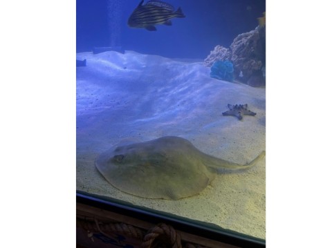 Charlotte, who has been at the Aquarium & Shark Lab in Henderson, North Carolina for more than eight years started showing an unusual growth on her body around late November, and staff were initially worried she might have a tumor
