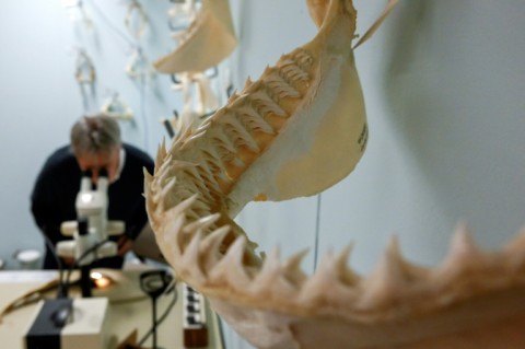 Gavin Naylor, director of the Florida Program for Shark Research at the University of Florida in Gainesville, says that while sharks sometimes bite people, such attacks are rare and the creatures generally try to avoid humans