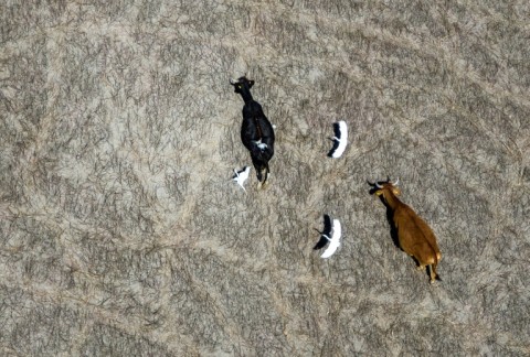 Cattle roam an area once covered by the waters of Lake Cutizeo in western Mexico
