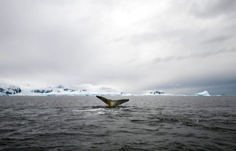 Scientists around the world catalogue the markings and colors on the tails of individual humpback whales