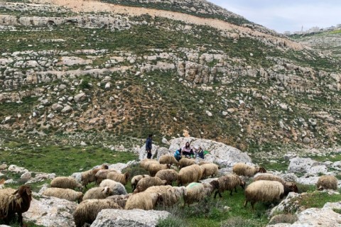 Though the Palestinian climbing community is in its early days, Shaheen hopes they will one day get to compete in the Olympics