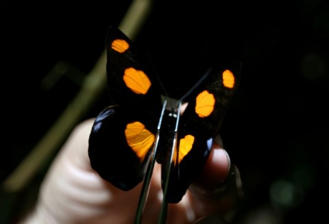 Butterflies are 'bioindicators,' living organisms whose well-being serves as a gauge of the health of the ecosystem they exist in