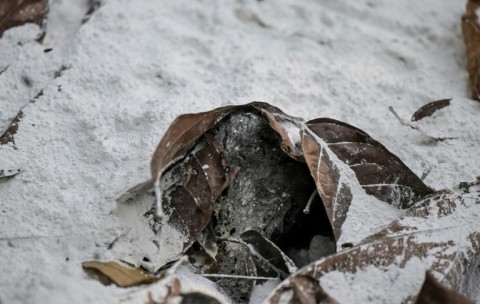 A howler monkey's body is seen covered in lime in southern Mexico