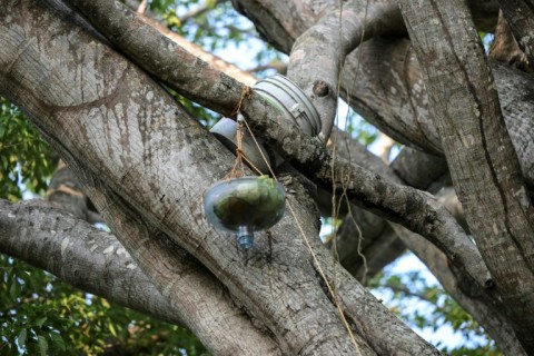 Food and water are hoisted up into a tree by volunteers for howler monkeys in Mexico