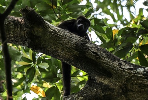 A wild howler monkey is seen in a tree in Mexico's Tabasco State