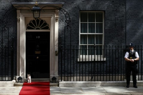 The adopted tabby has been in Downing Street since 2011