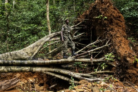 Rangers said that mining was causing trees to be uprooted