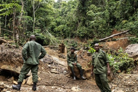 Sierra Leone has one of the highest deforestation rates in the world