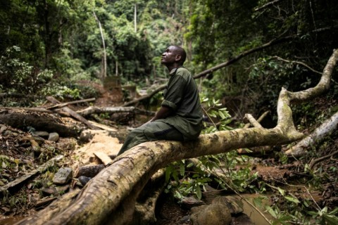 Kambui forest is home to a diverse range of mammal and bird species