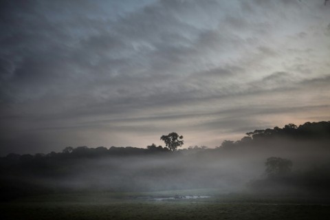 Poaching for ivory and loss of habitat have led to a decline over decades in elephant numbers and conservation groups now list the African forest elephant as critically endangered