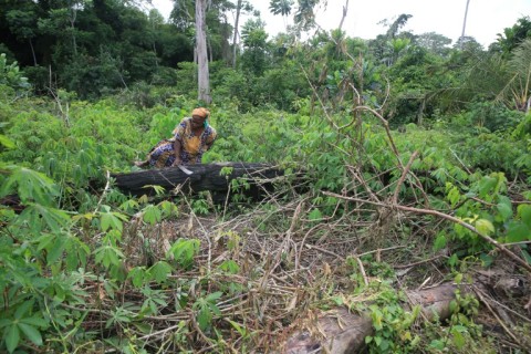 Villagers across Gabon live in fear of close encounters with elephants, especially in fields where they grow their crops, often damaged by the animals