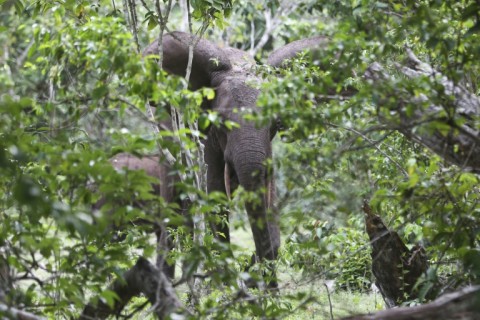 Climate change is affecting the plants and food available to forest elephants