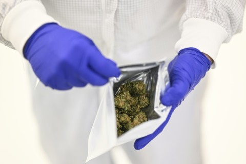 A Tilray worker seals cannabis flowers in a bag at their Portugal farm 
