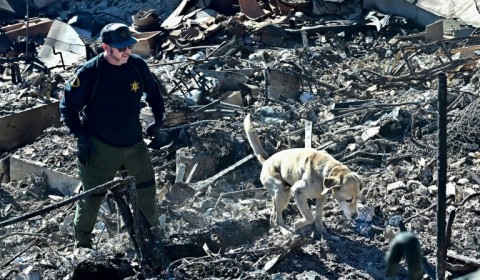 A cadaver dog sniffs through the rubble of beachfront properties destroyed by the Palisades Fire along the Pacific Coast Highway in Malibu, California